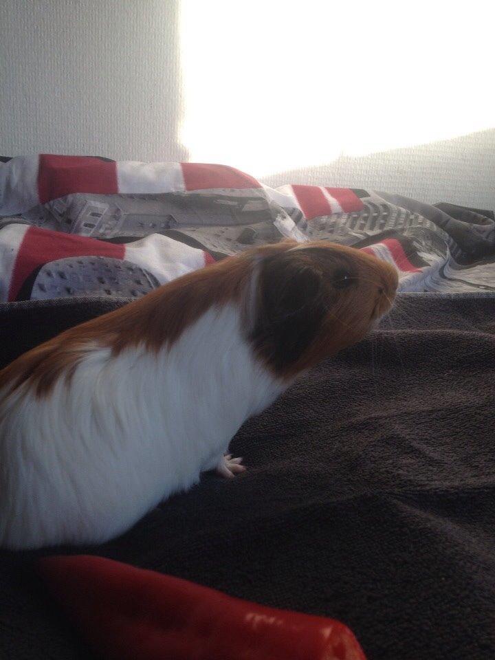 Marsvin Pepper billede 2