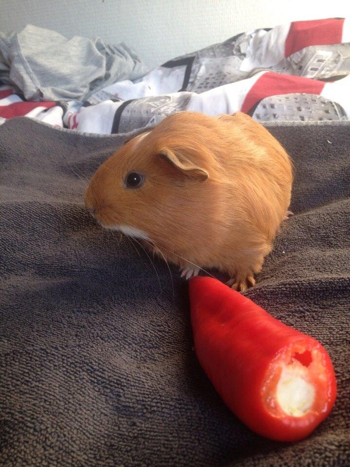 Marsvin Pepper billede 3