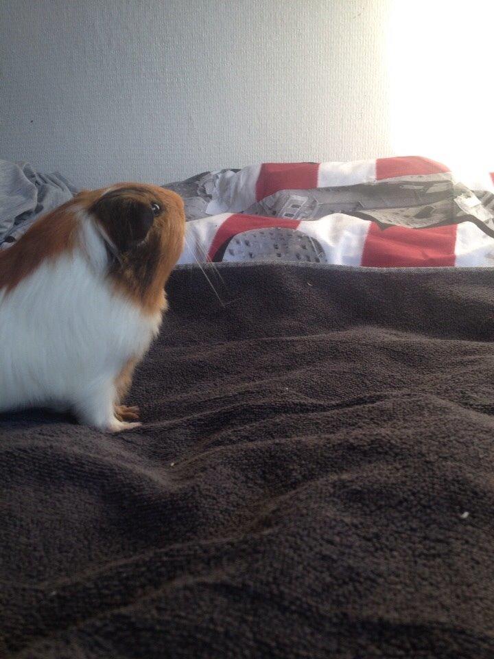 Marsvin Pepper billede 4