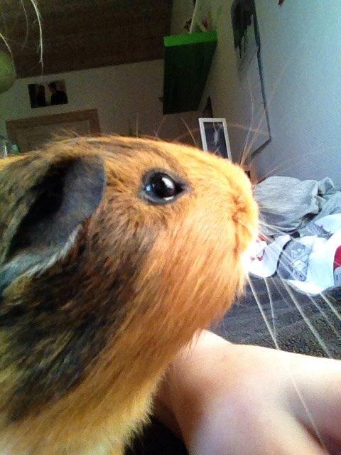 Marsvin Pepper billede 6