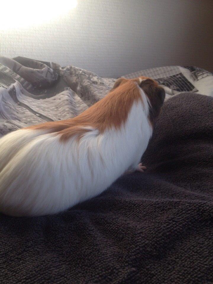 Marsvin Pepper billede 5