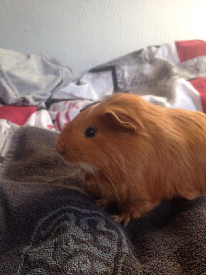 Marsvin Pepper billede 7