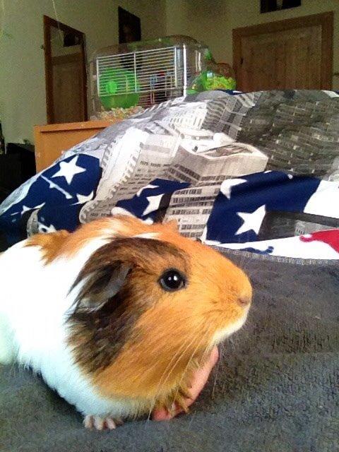 Marsvin Pepper billede 9