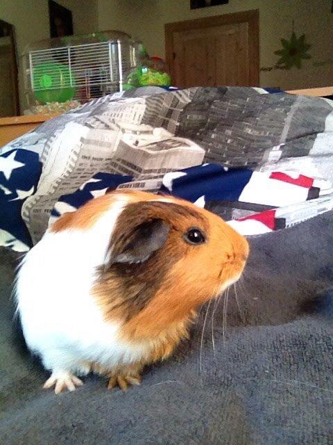 Marsvin Pepper billede 8