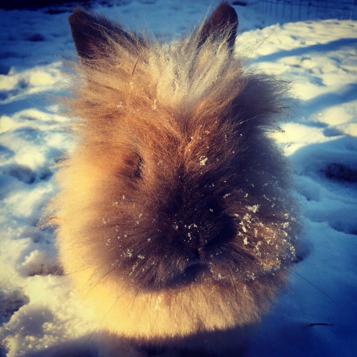 Kanin Freya billede 1