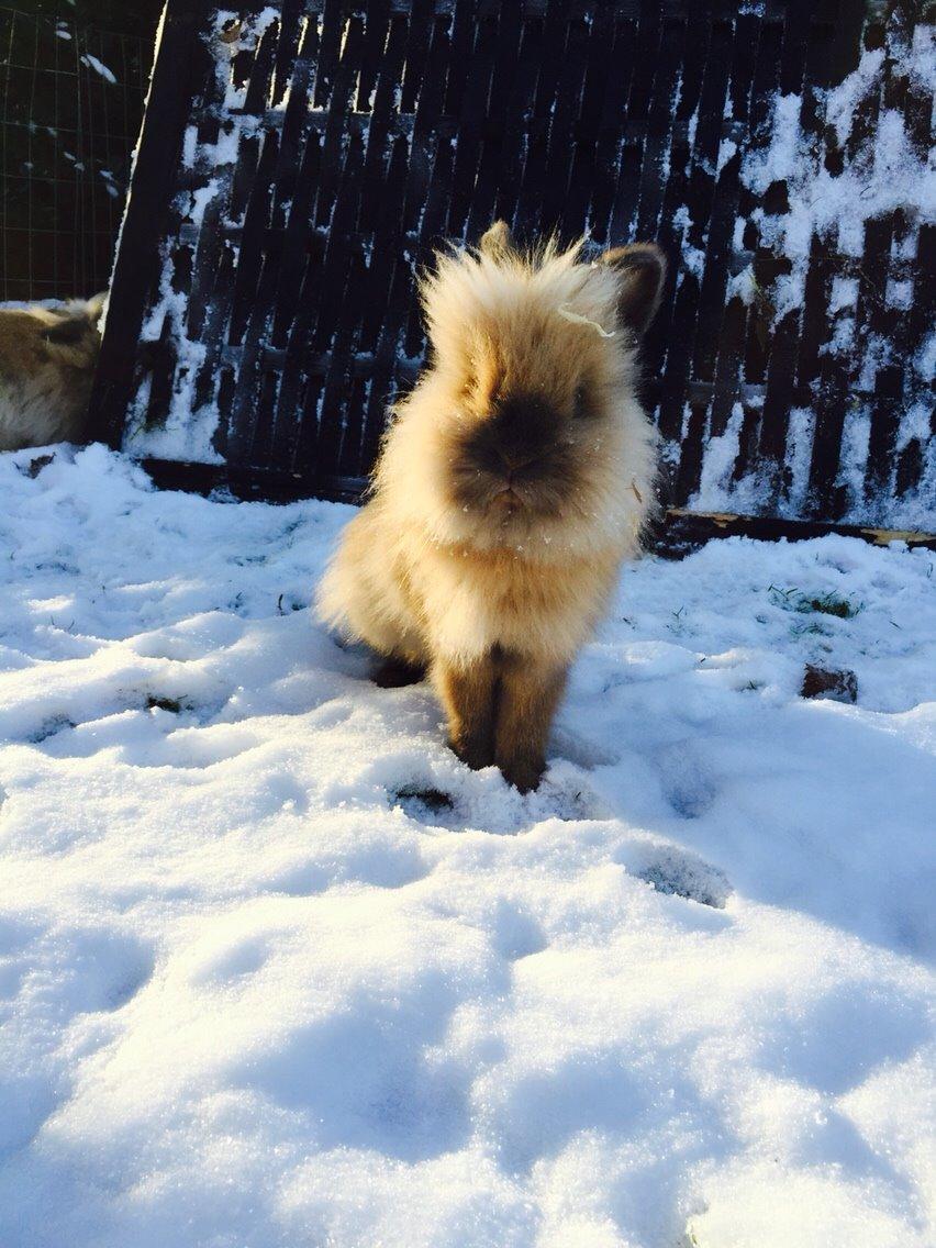 Kanin Molly billede 1