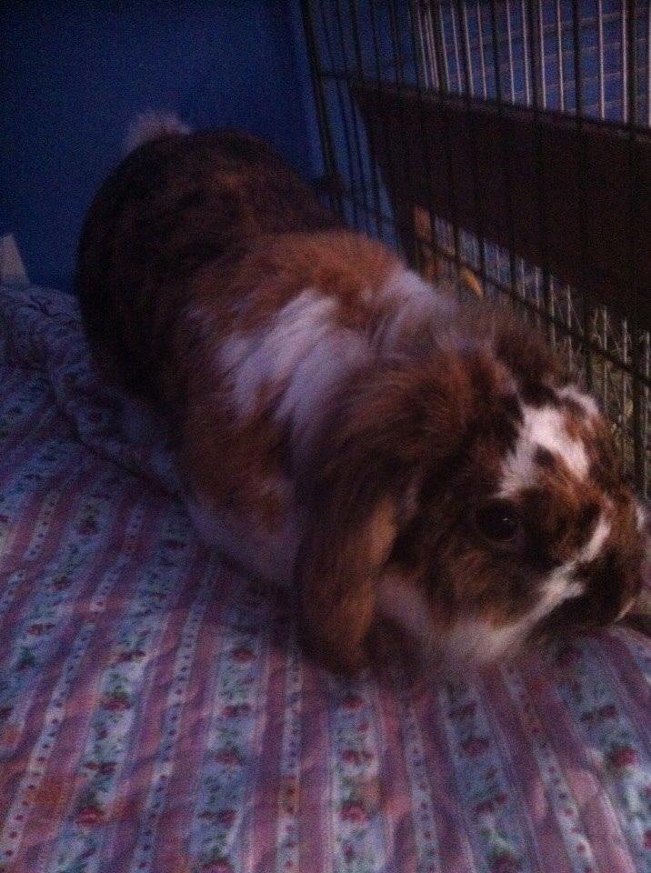 Kanin Pjuske billede 2