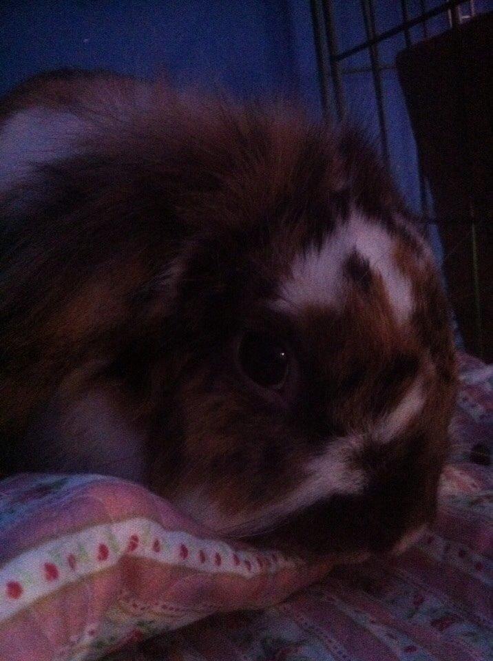 Kanin Pjuske billede 3