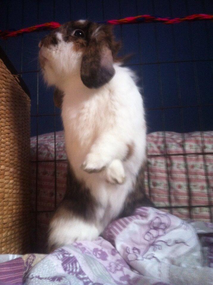 Kanin Pjuske billede 4