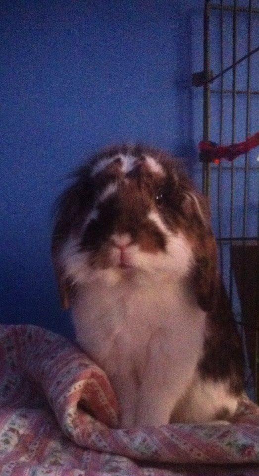 Kanin Pjuske billede 5