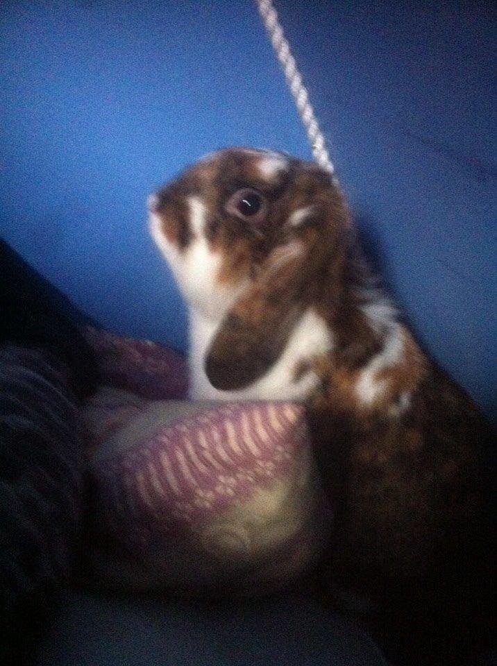 Kanin Pjuske billede 6