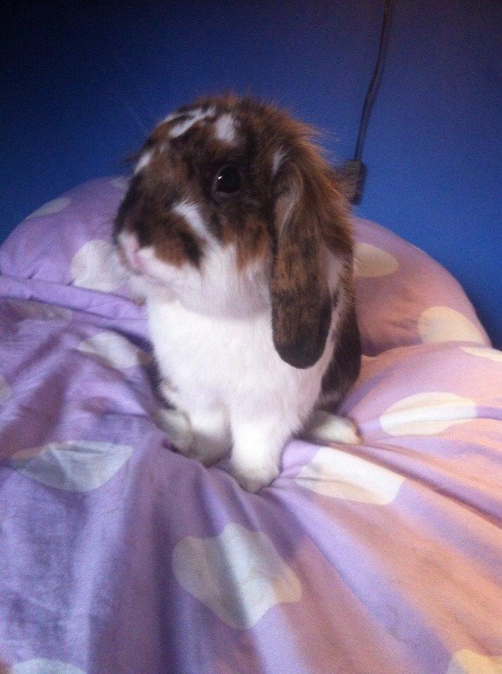 Kanin Pjuske billede 7