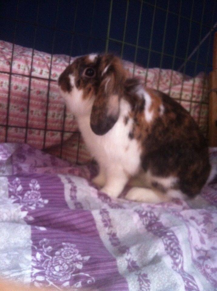 Kanin Pjuske billede 8