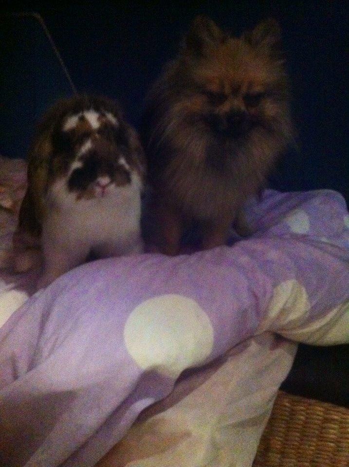 Kanin Pjuske billede 9