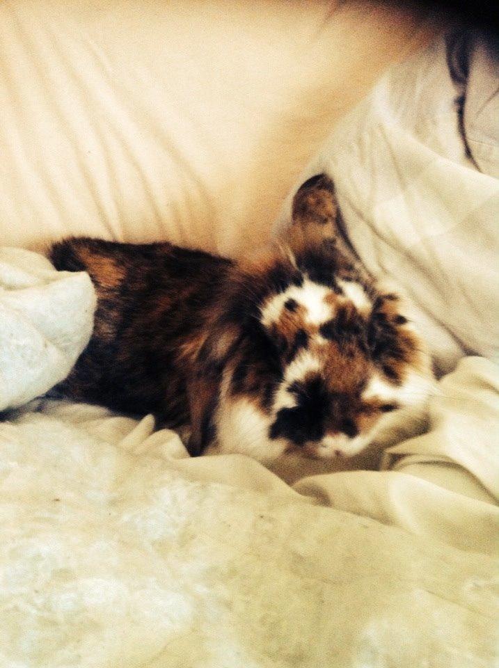 Kanin Pjuske billede 1