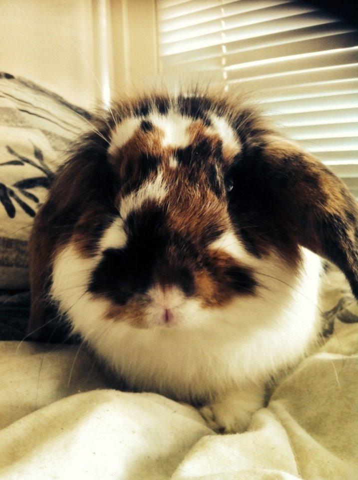 Kanin Pjuske billede 10