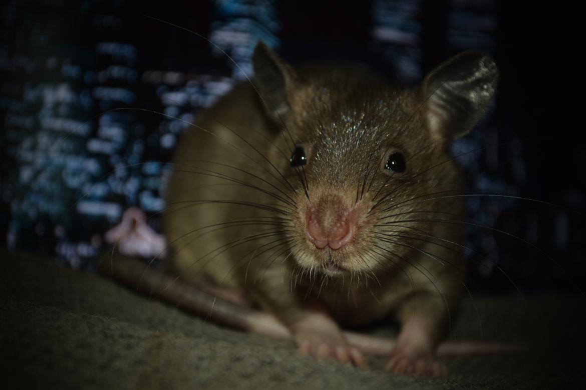 Tamrotte (GAMBIANSK KÆMPEROTTE) Higgels Bigotes billede 1