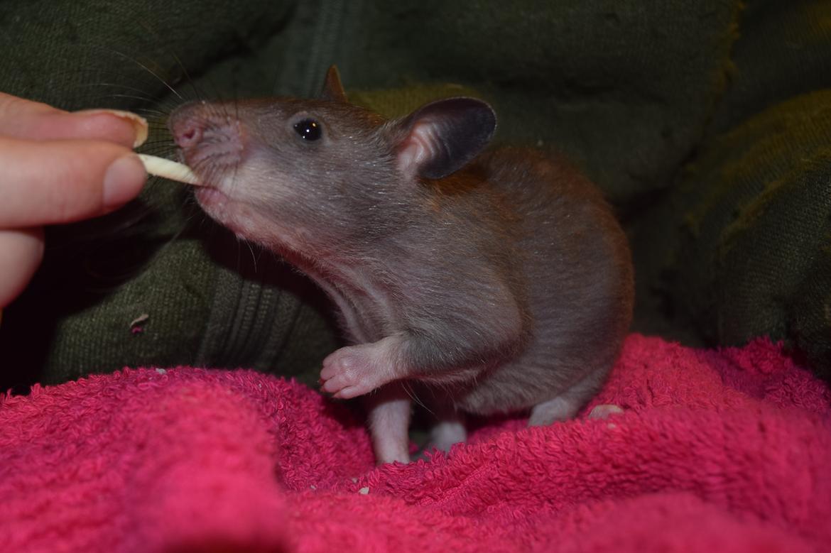 Tamrotte (GAMBIANSK KÆMPEROTTE) Higgels Bigotes billede 2