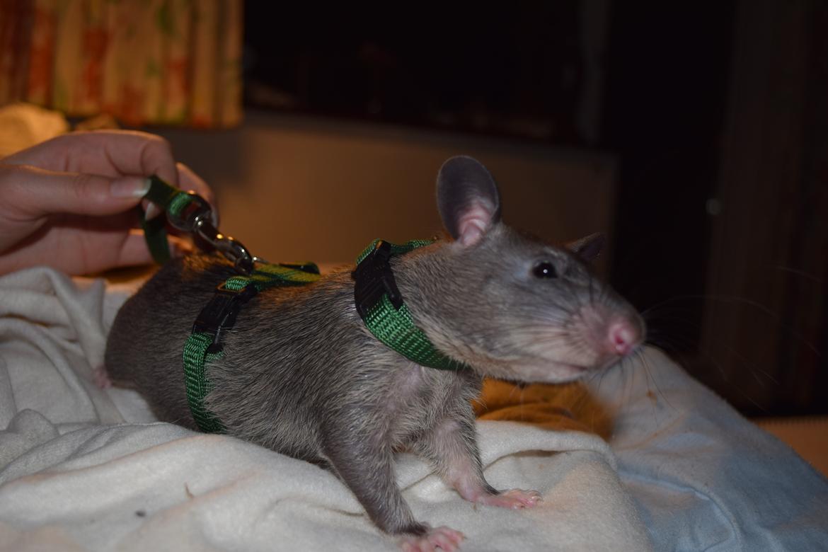 Tamrotte (GAMBIANSK KÆMPEROTTE) Higgels Bigotes billede 3