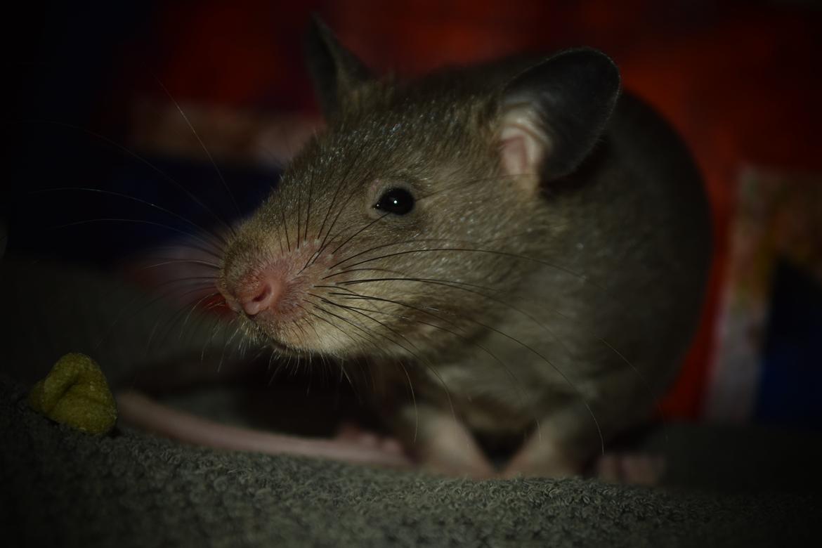 Tamrotte (GAMBIANSK KÆMPEROTTE) Higgels Bigotes billede 4