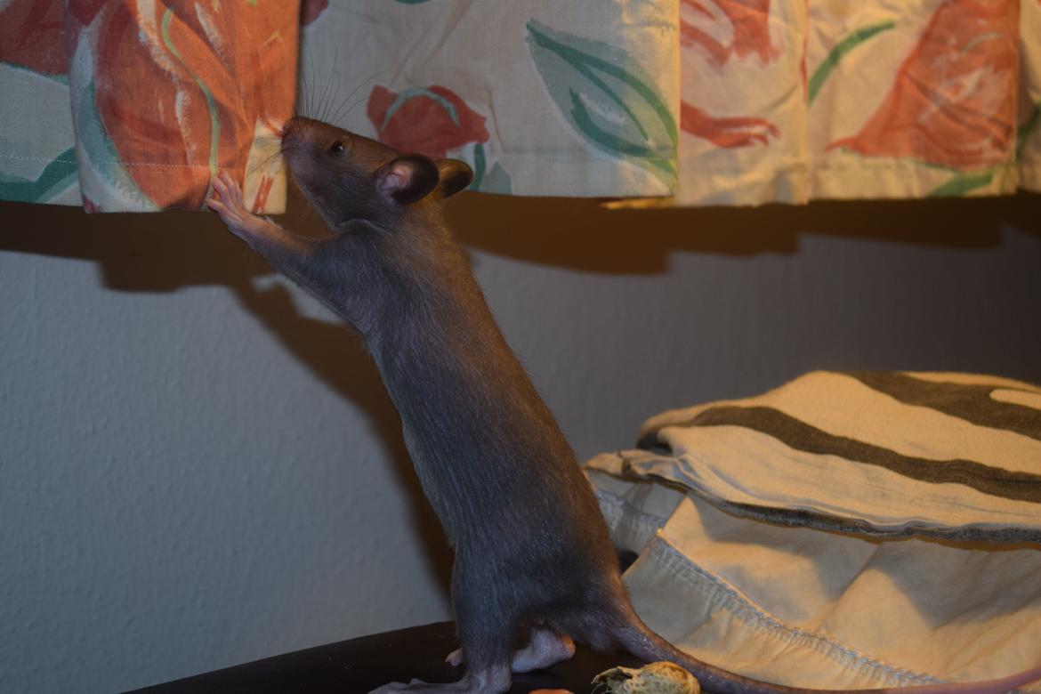 Tamrotte (GAMBIANSK KÆMPEROTTE) Higgels Bigotes billede 7