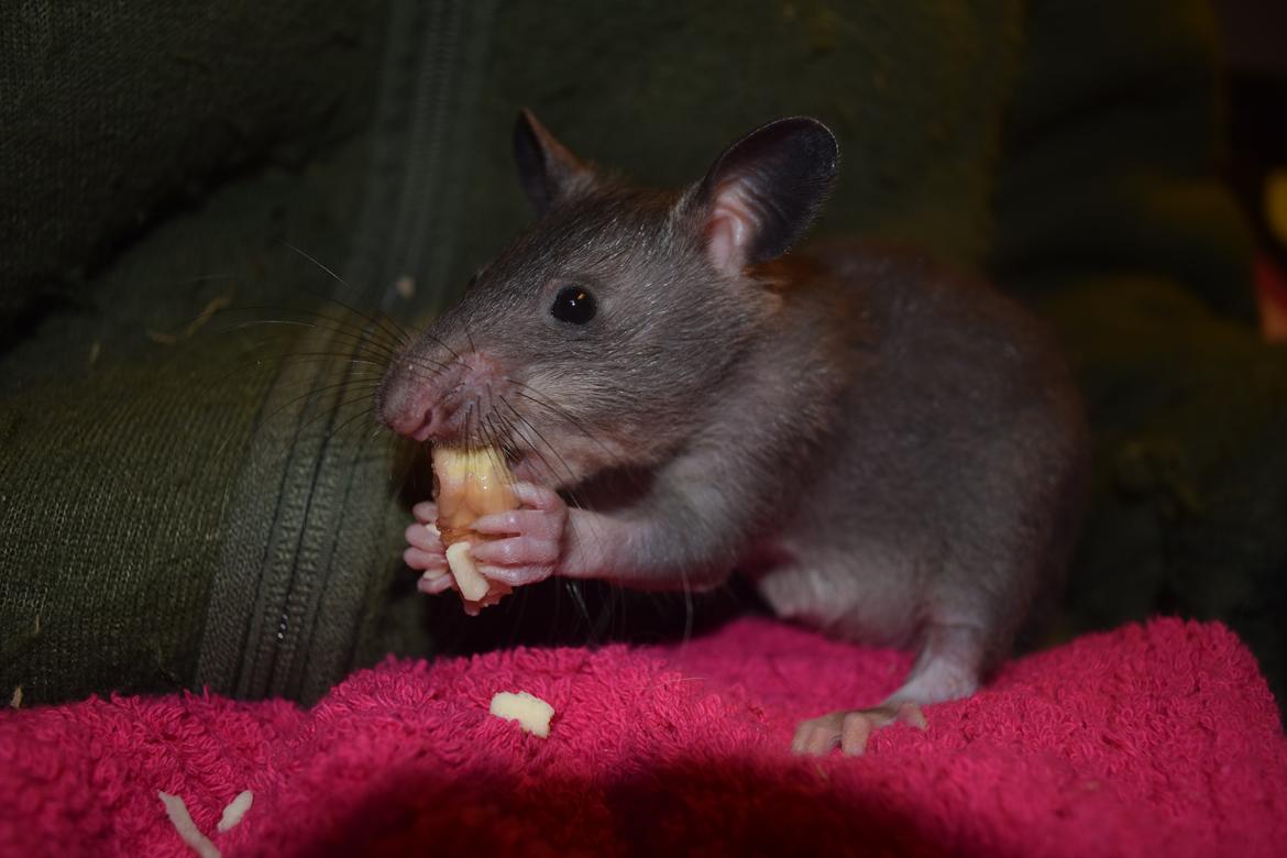 Tamrotte (GAMBIANSK KÆMPEROTTE) Higgels Bigotes billede 8