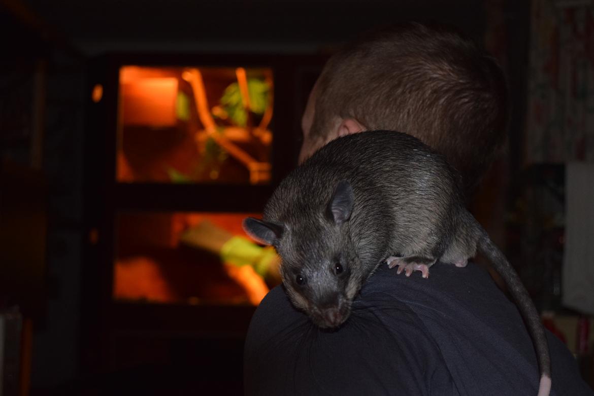 Tamrotte (GAMBIANSK KÆMPEROTTE) Higgels Bigotes billede 5