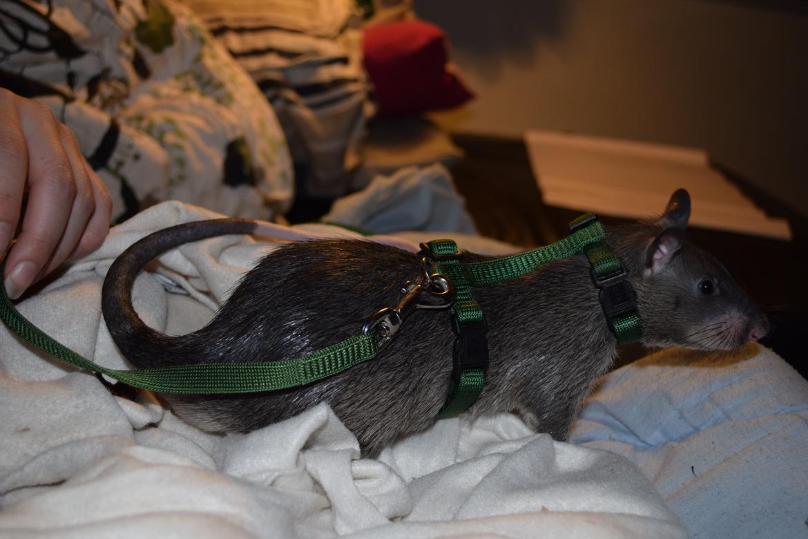 Tamrotte (GAMBIANSK KÆMPEROTTE) Higgels Bigotes billede 10