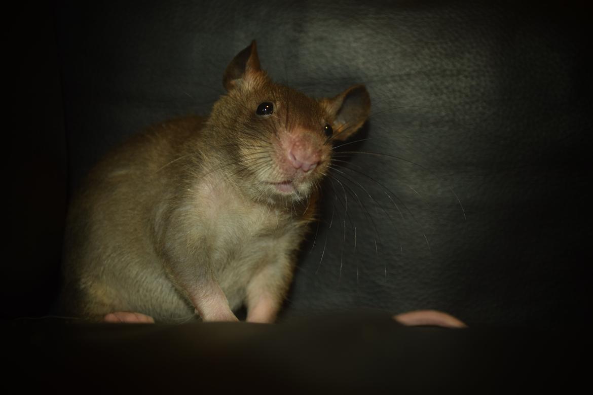 Tamrotte (GAMBIANSK KÆMPEROTTE) Higgels Bigotes billede 9