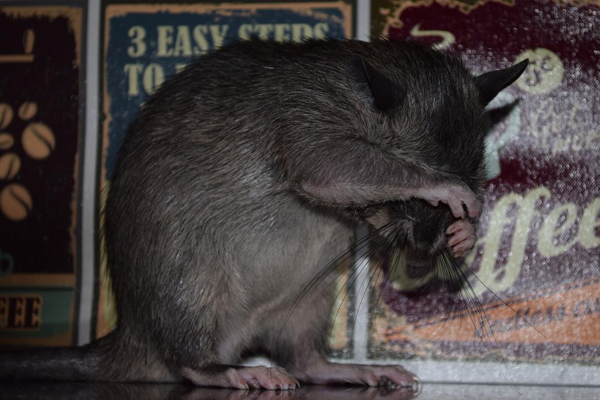 Tamrotte (GAMBIANSK KÆMPEROTTE) Higgels Bigotes billede 12