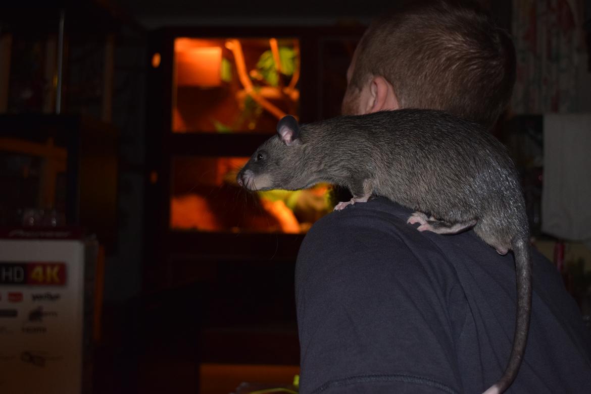 Tamrotte (GAMBIANSK KÆMPEROTTE) Higgels Bigotes billede 13