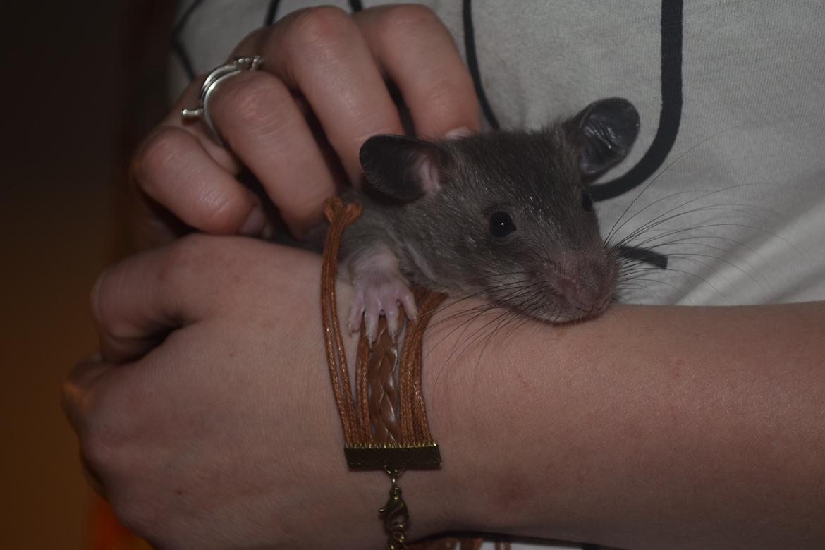 Tamrotte (GAMBIANSK KÆMPEROTTE) Higgels Bigotes billede 11