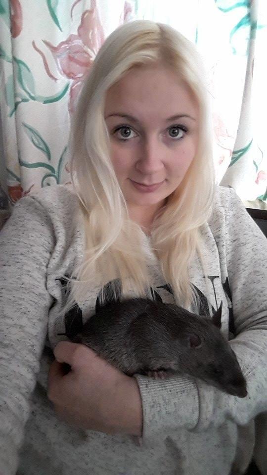 Tamrotte (GAMBIANSK KÆMPEROTTE) Higgels Bigotes billede 14