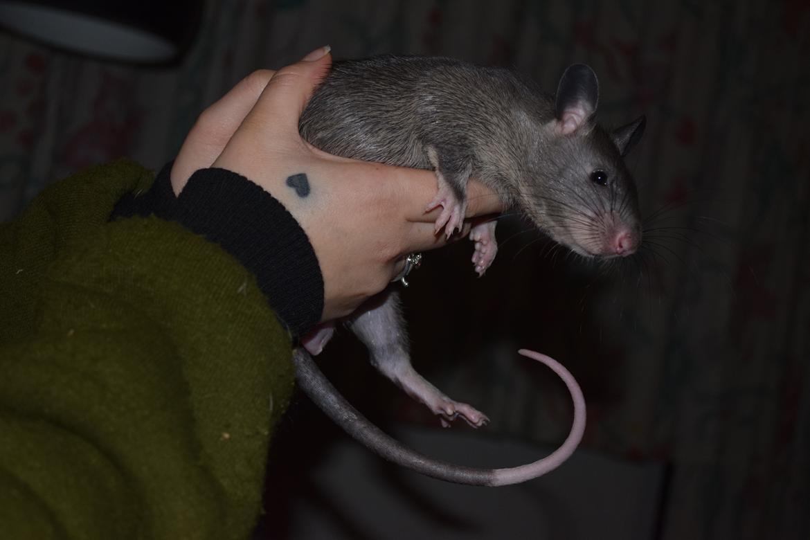 Tamrotte (GAMBIANSK KÆMPEROTTE) Higgels Bigotes billede 15