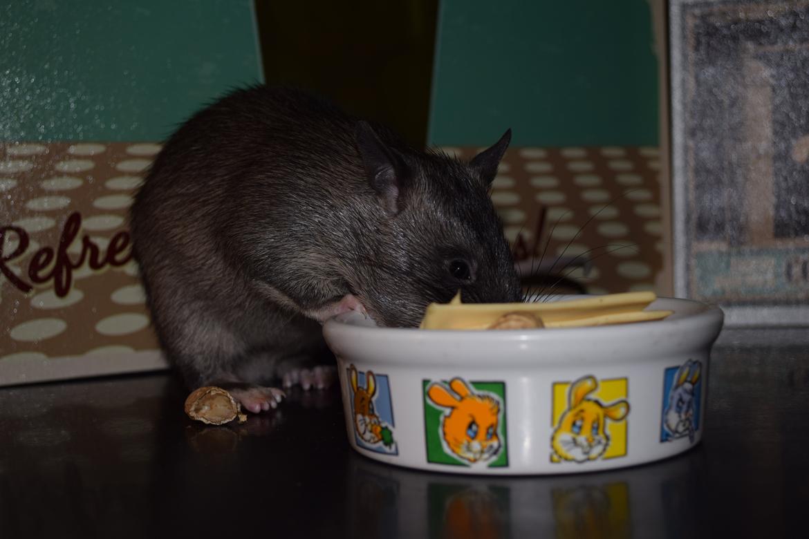 Tamrotte (GAMBIANSK KÆMPEROTTE) Higgels Bigotes billede 16