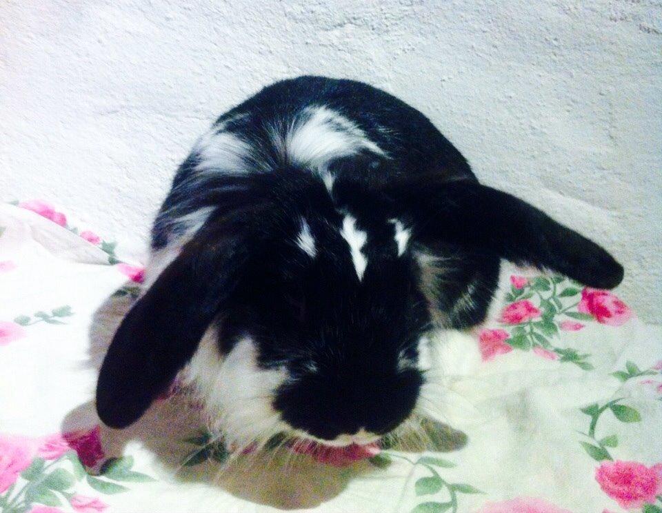 Kanin Banditi billede 1