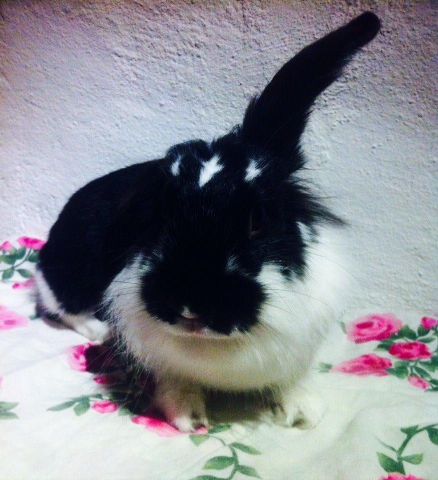 Kanin Banditi billede 2