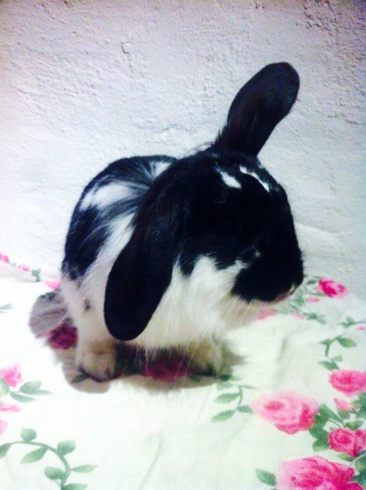 Kanin Banditi billede 3