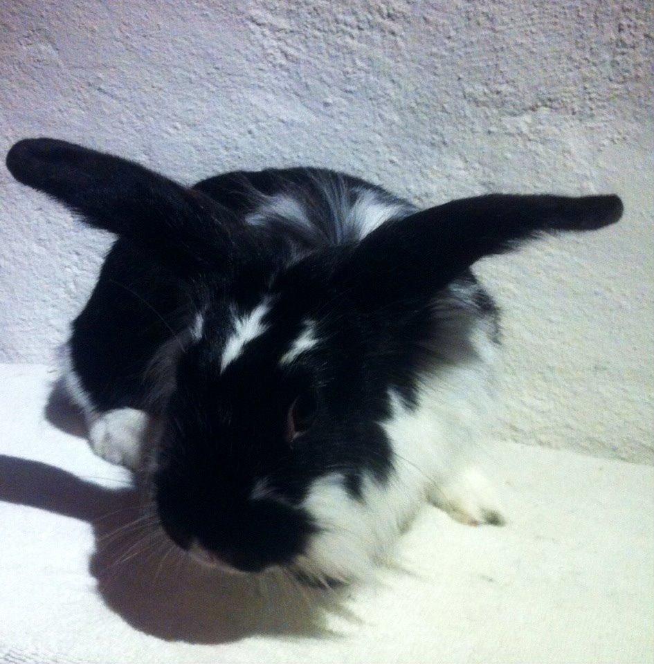 Kanin Banditi billede 4