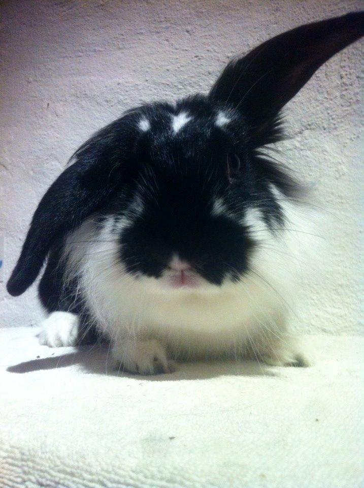 Kanin Banditi billede 5