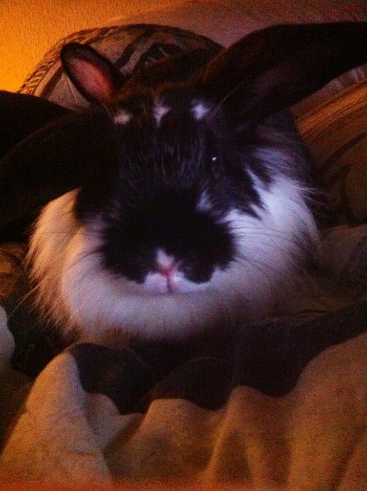 Kanin Banditi billede 7