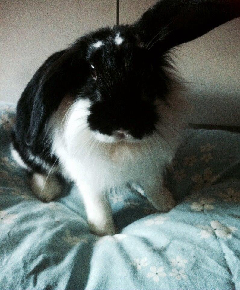 Kanin Banditi billede 6