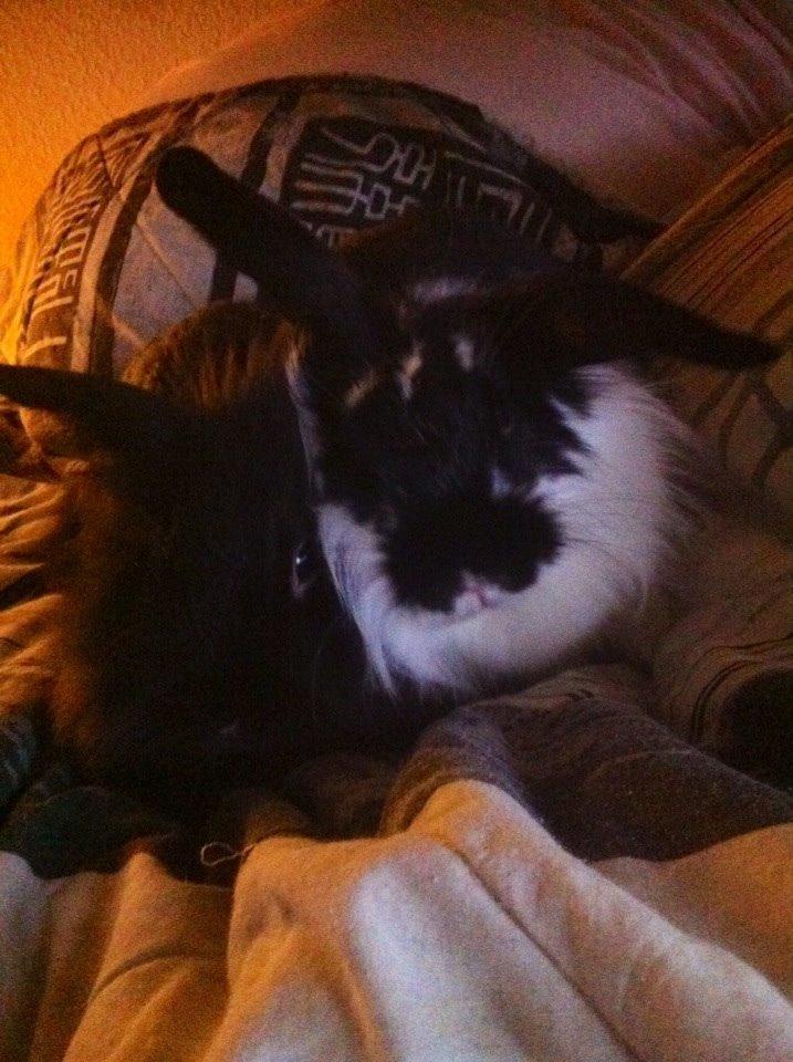 Kanin Banditi billede 8