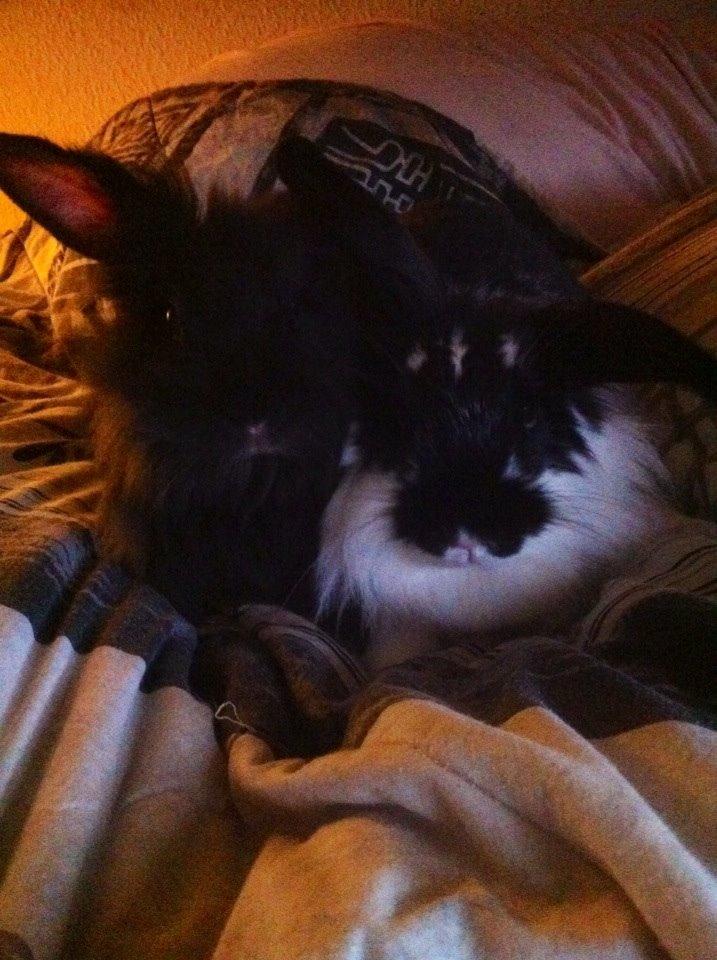 Kanin Banditi billede 9