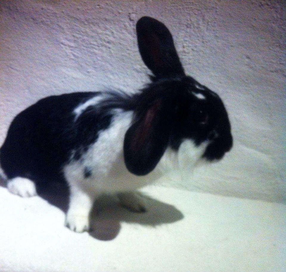 Kanin Banditi billede 10