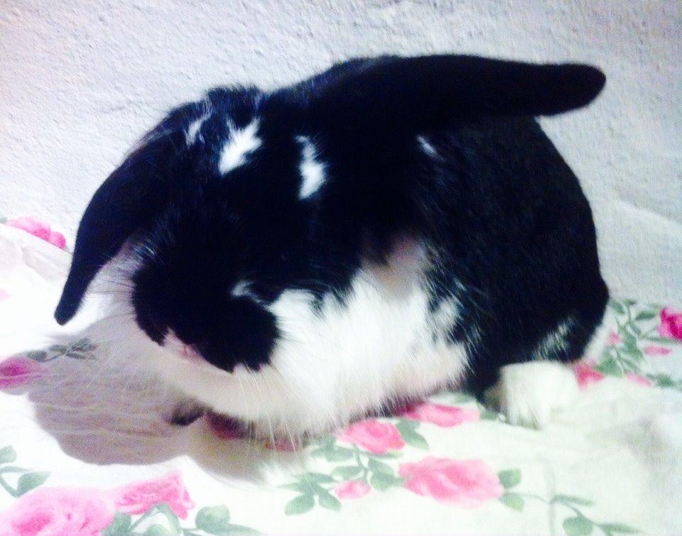 Kanin Banditi billede 11