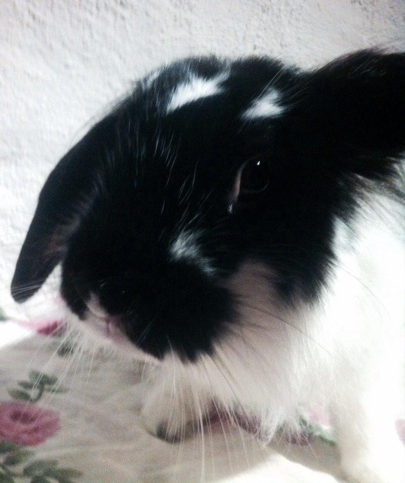 Kanin Banditi billede 13