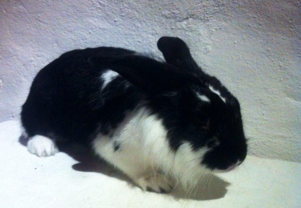 Kanin Banditi billede 12