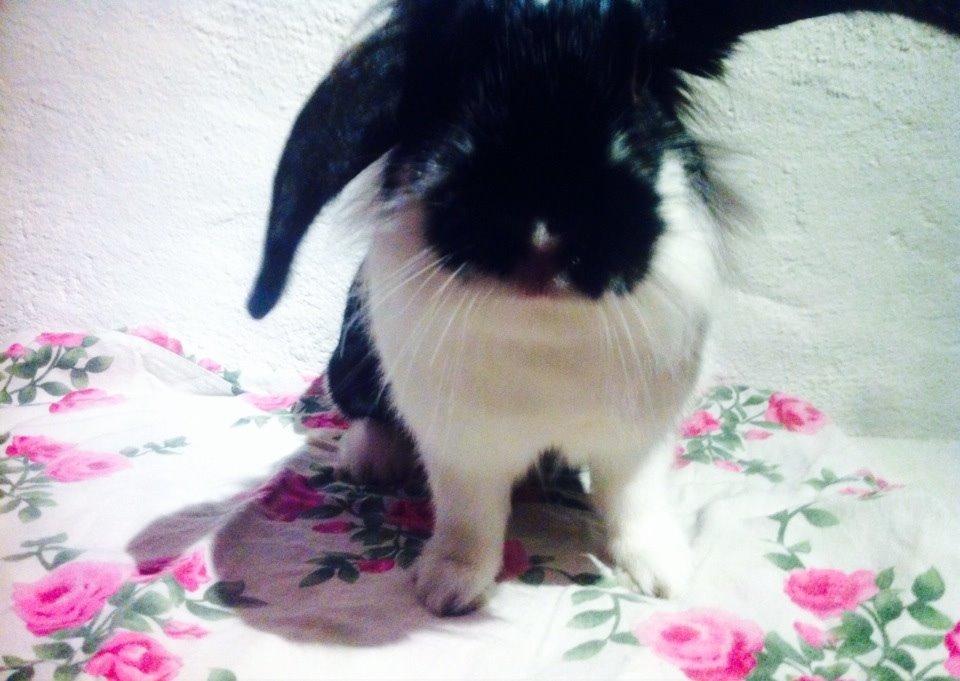 Kanin Banditi billede 14