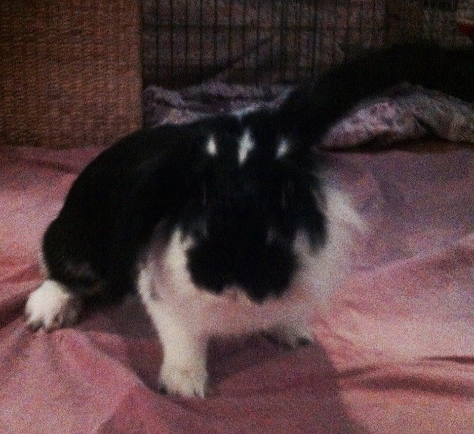 Kanin Banditi billede 15